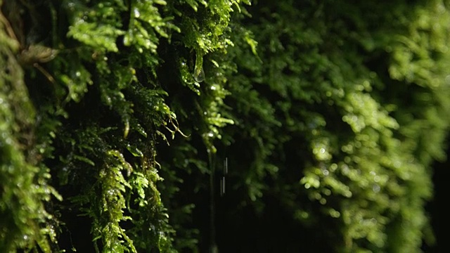 特写:水滴从湿苔藓上落下视频素材