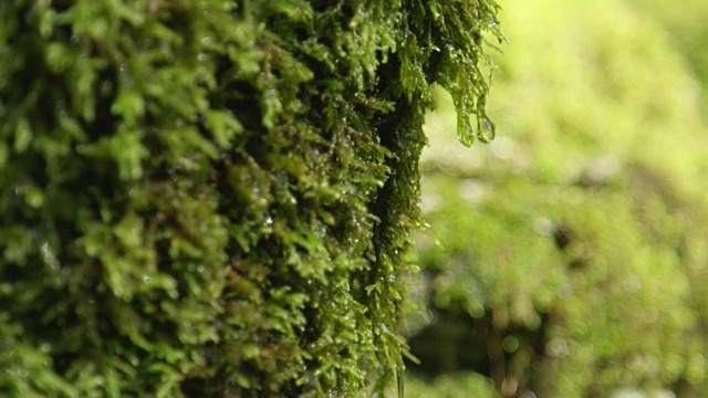 宏观:潮湿的苔藓视频素材