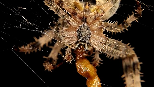 特写的十字蜘蛛正在吃一只昆虫视频素材