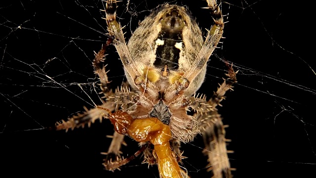 特写的十字蜘蛛正在吃一只昆虫视频素材