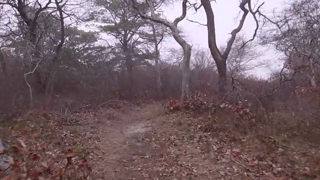 沿着朝圣者的春天小径徒步旅行，在特鲁罗，马，科德角视频素材