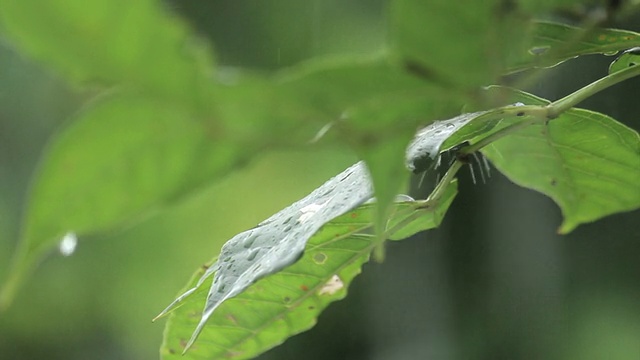 蘑菇杯蘑菇在下雨视频下载