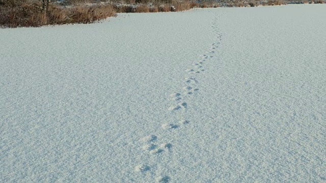 狗在雪地上留下的痕迹。干净而有霜的白天。光滑的多莉。视频素材