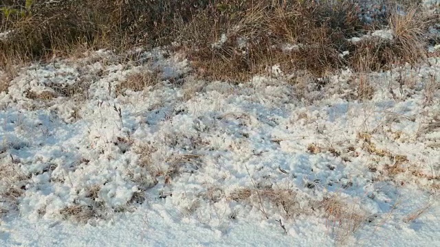 雪下的干草。干净而有霜的白天。光滑的多莉。视频素材