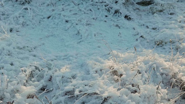 雪下的干草。干净而有霜的白天。光滑的多莉。视频素材