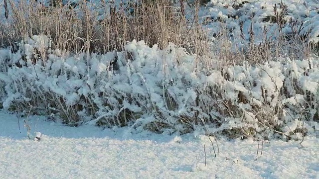 雪下干花。干净而有霜的白天。光滑的多莉。视频素材