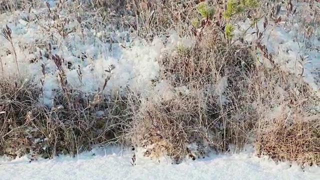 雪下的干草。干净而有霜的白天。光滑的多莉。视频素材