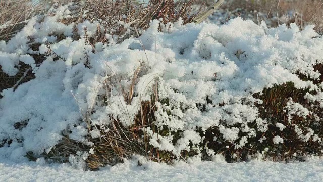 雪下的干花。干净而有霜的白天。光滑的多莉。视频素材