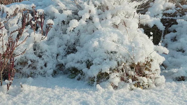 雪下的干花。干净而有霜的白天。光滑的多莉。视频素材