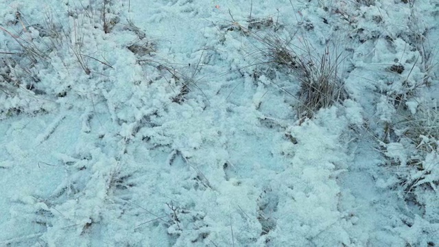 雪下的干草。干净而有霜的白天。光滑的多莉。视频素材