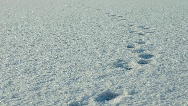 雪地上的脚印。干净而有霜的白天。光滑的多莉。视频素材