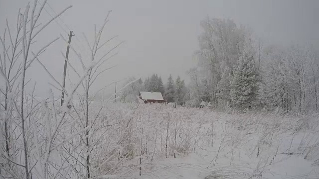 在暴风雪的薄雾中，宅基地上的树木被雪和霜覆盖视频素材