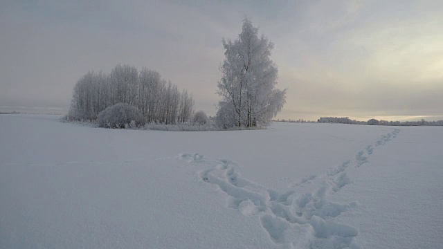 农田景观与树木和脚步道通过雪原，时间流逝视频素材