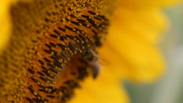 向日葵的花头和蜜蜂在一个阳光明媚的日子视频下载