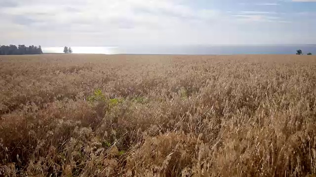 空中:黄色的麦田，蓝色的大海。夏天的早晨视频下载