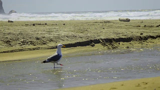 海鸥在水里走视频素材