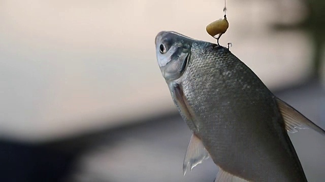 鱼在空中转钩和足够的空气，窒息，鱼竿，虐待动物视频下载