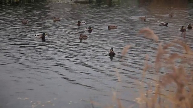 野鸭在湖里游泳视频素材