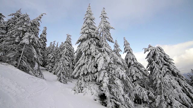 白雪覆盖的冷杉树视频素材