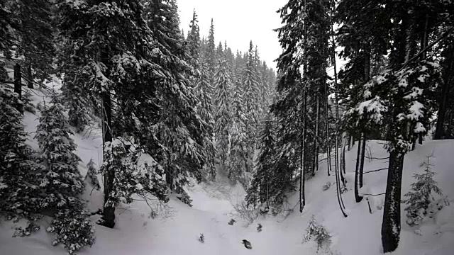 白雪覆盖的冷杉树视频素材