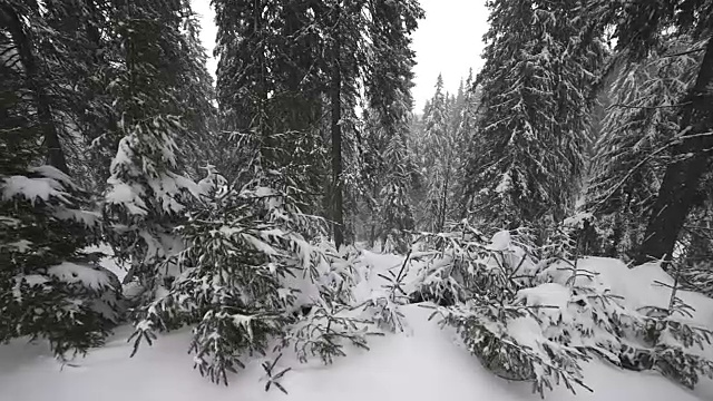 白雪覆盖的冷杉树视频素材