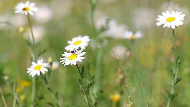 美丽的白色雏菊生长在夏天的花园里。(Leucanthemum)视频素材