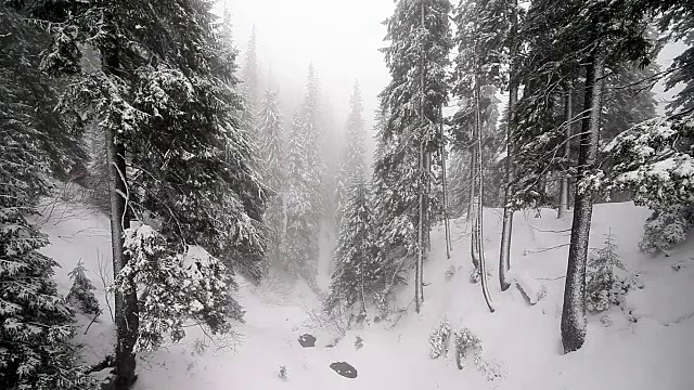 白雪覆盖的冷杉树视频素材