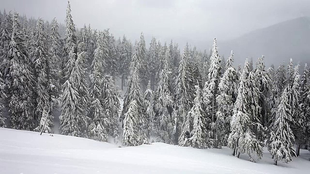 白雪覆盖的冷杉树视频素材