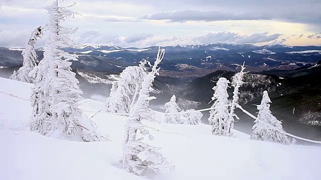 白雪覆盖的冷杉树视频素材