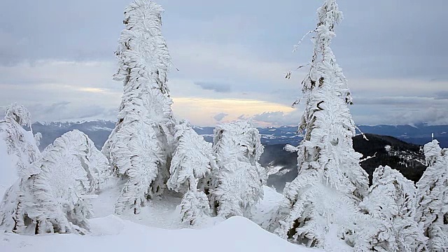 白雪覆盖的冷杉树视频素材