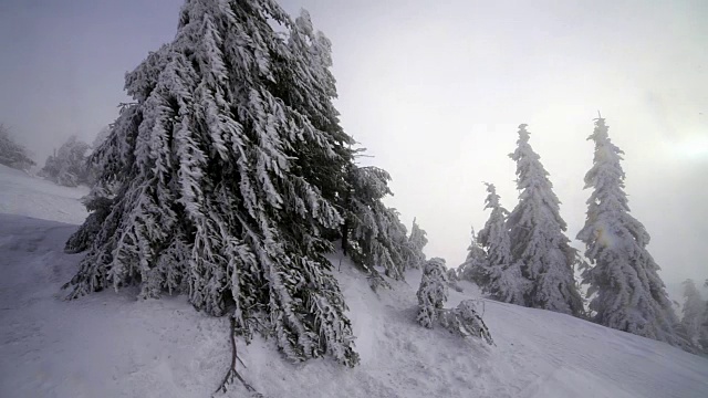 白雪覆盖的冷杉树视频素材