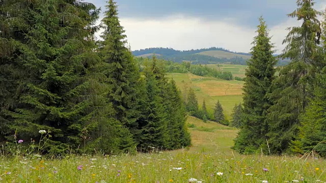 美丽的风景，花草地，针叶树视频素材