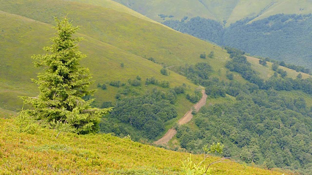 美丽的风景在云杉山上视频素材