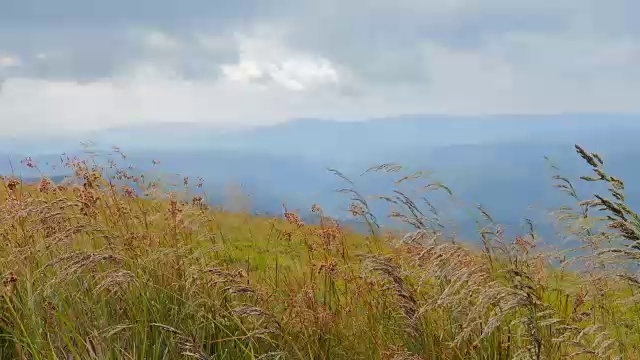 美丽的风景，花草地，针叶树视频素材