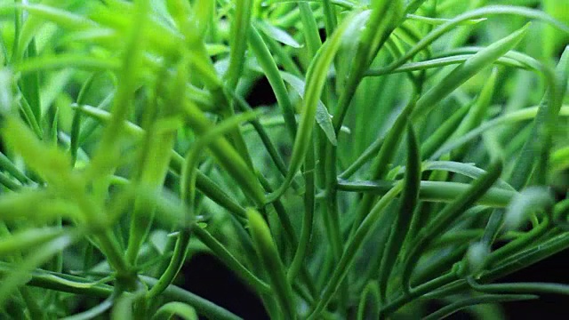 绿色植物草旋转视频素材
