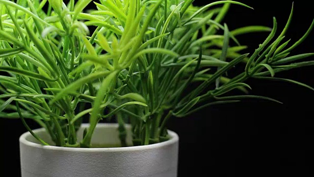 绿色植物草在一个白色的花盆旋转视频素材