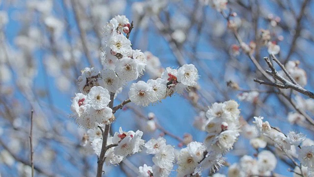 日本白梅，昭和纪念公园，东京，日本视频素材