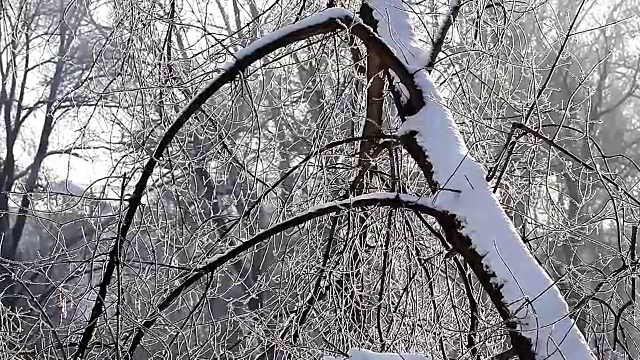 风景如画的森林，冬日白雪皑皑的树木视频素材