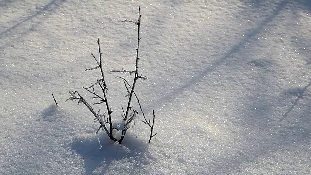 风景如画的森林，冬日白雪皑皑的树木视频素材