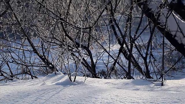 风景如画的森林，冬日白雪皑皑的树木视频素材