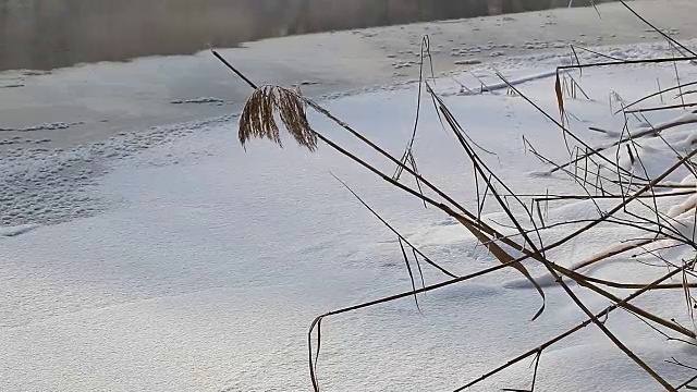 风景如画的森林，冬日白雪皑皑的树木视频素材