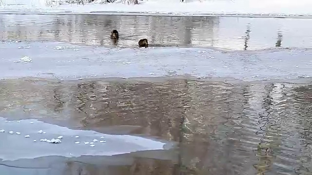 野鸭在冬天的池塘里游泳视频素材