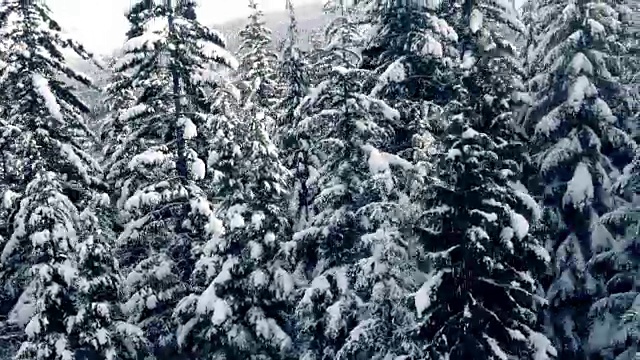 飞过白雪覆盖的树木视频素材