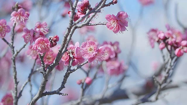 日本东京昭和纪念公园的日本红梅视频下载