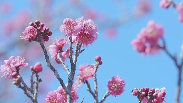 日本红梅，昭和纪念公园，东京，日本视频素材