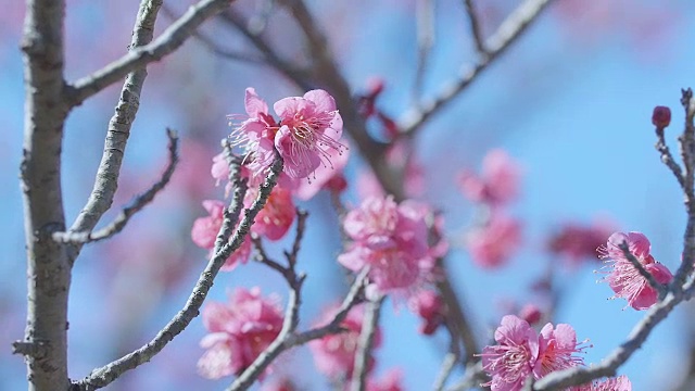 日本红梅，昭和纪念公园，东京，日本视频下载