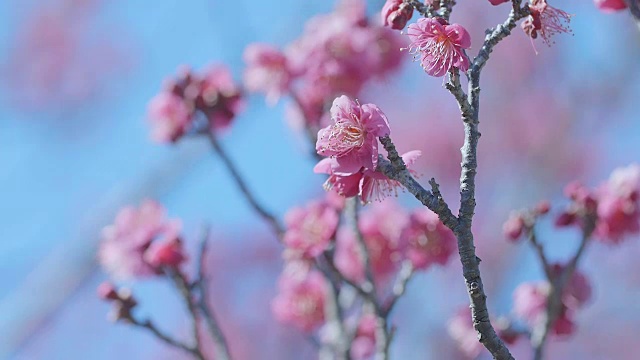 日本红梅，昭和纪念公园，东京，日本视频下载