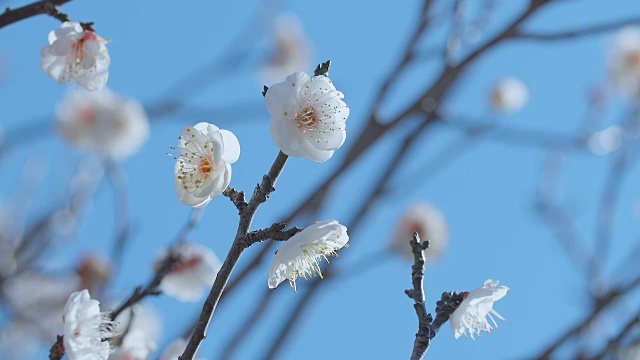 日本白梅，昭和纪念公园，东京，日本视频素材