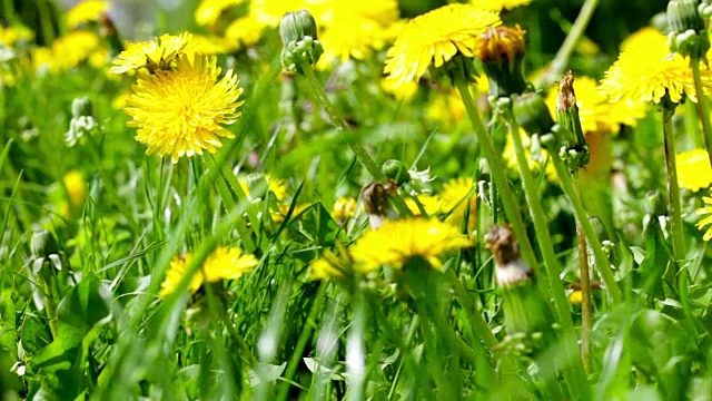 夏日田野里的蒲公英近了视频素材