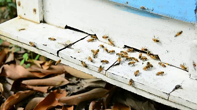 蜜蜂在蜂巢里飞进飞出视频下载